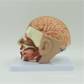 Modelo anatômico do cérebro da venda quente